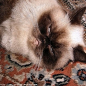 Photo d'Exotic shorthair