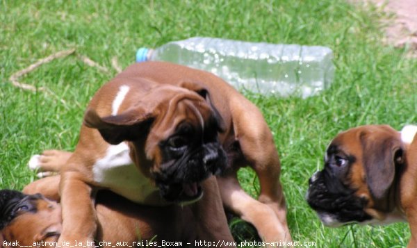 Photo de Boxer