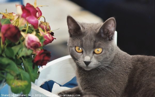 Photo de Chartreux