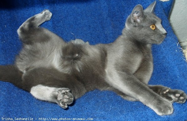 Photo de Chartreux