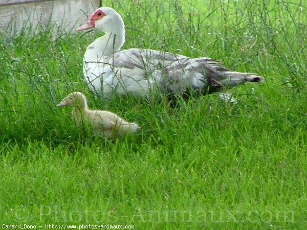 Photo de Canard