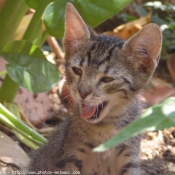 Photo de Chat domestique