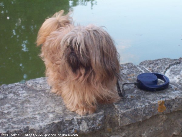 Photo de Shih tzu