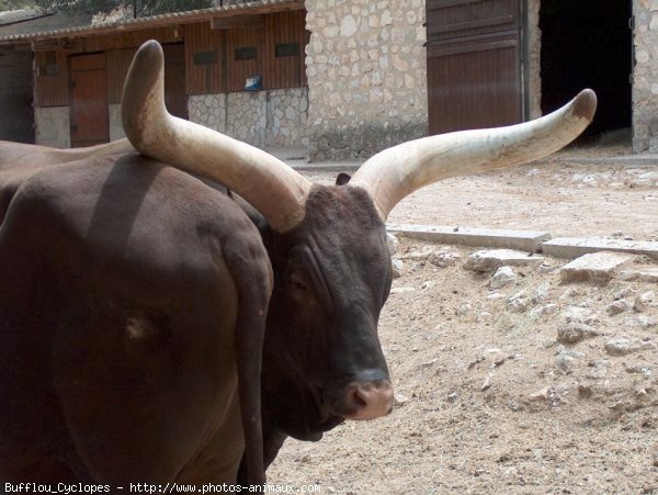 Photo de Watusi