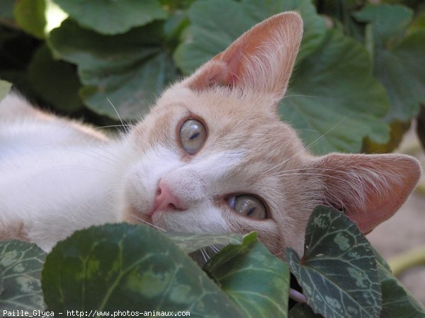 Photo de Chat domestique