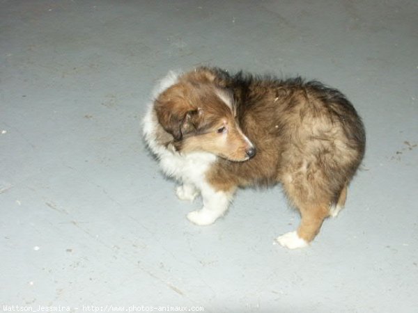 Photo de Chien de berger des shetland