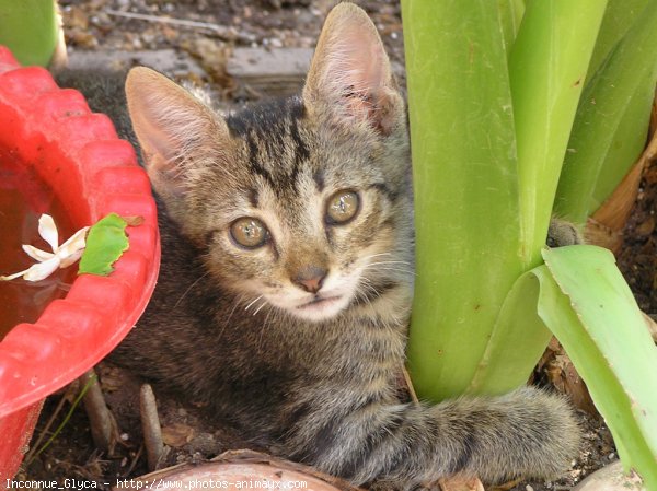 Photo de Chat domestique