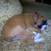 Photo de Boxer