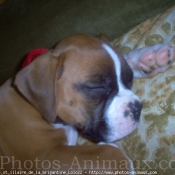 Photo de Boxer