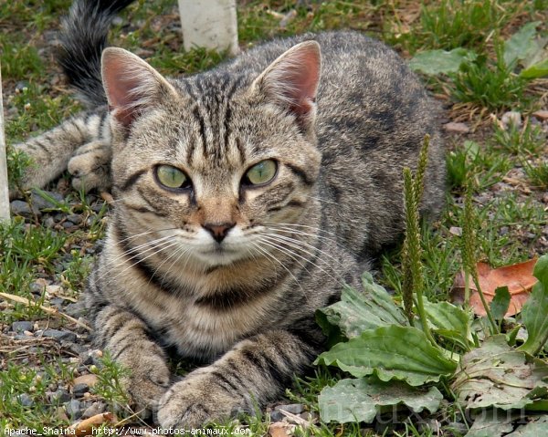 Photo de Chat domestique