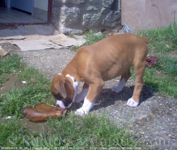 Photo de Boxer