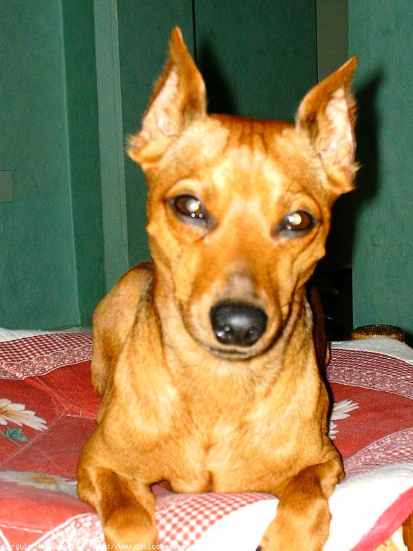 Photo de Pinscher nain