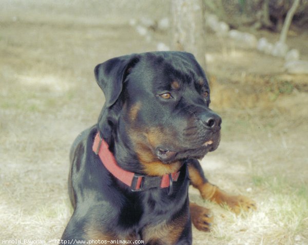 Photo de Rottweiler