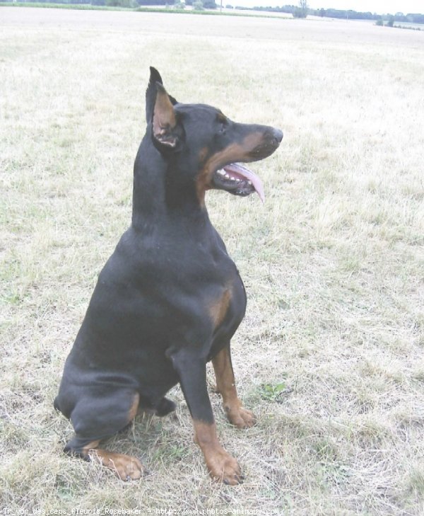 Photo de Dobermann