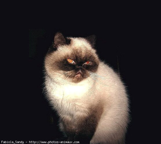 Photo d'Exotic shorthair