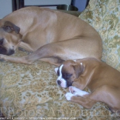 Photo de Boxer