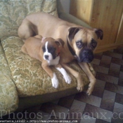 Photo de Boxer