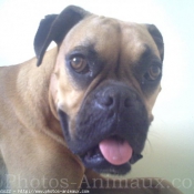 Photo de Boxer