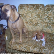 Photo de Boxer