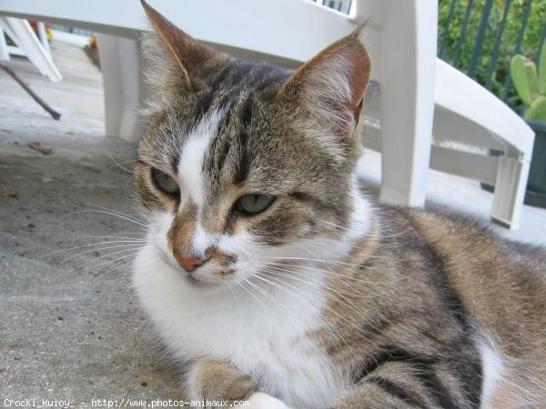 Photo de Chat domestique