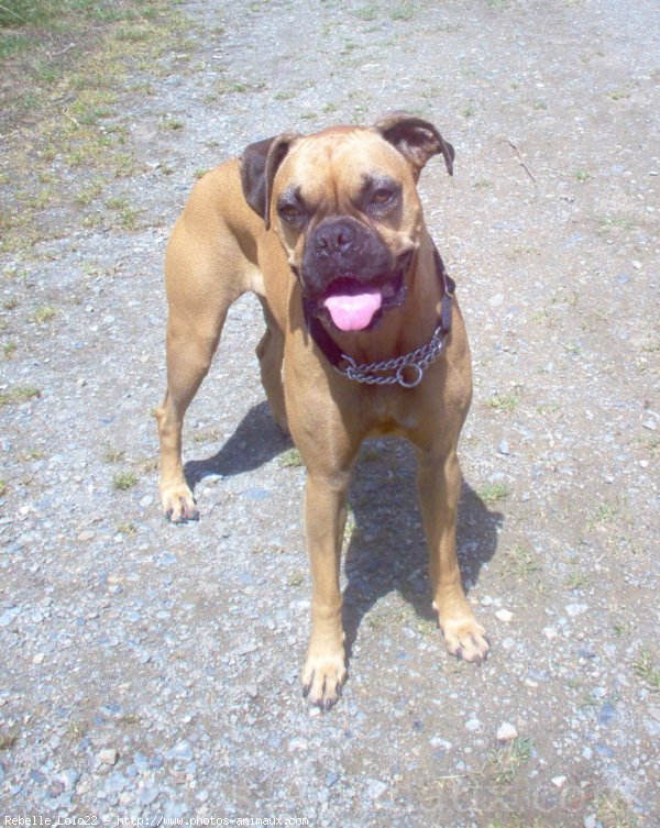 Photo de Boxer