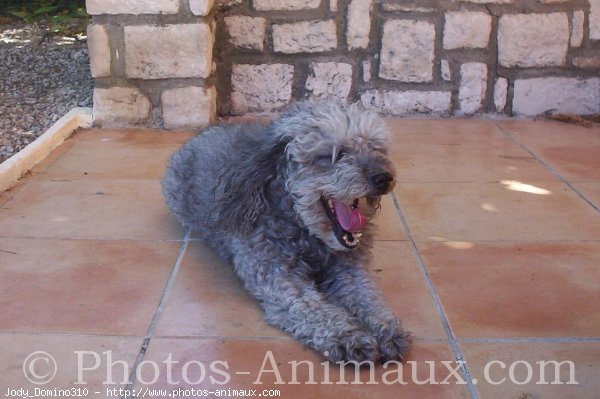 Photo de Caniche moyen