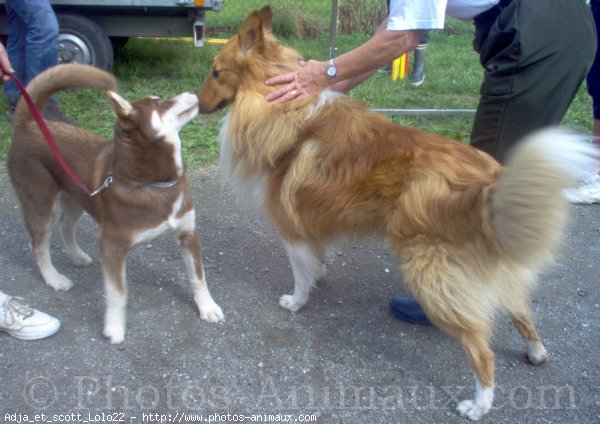 Photo de Husky siberien