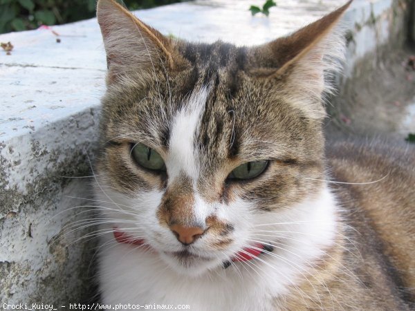 Photo de Chat domestique