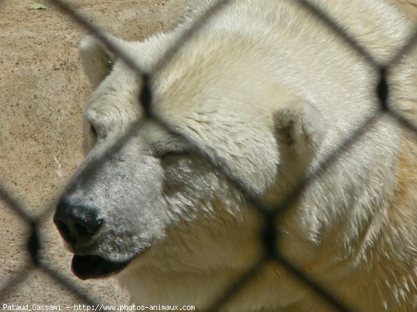 Photo d'Ours