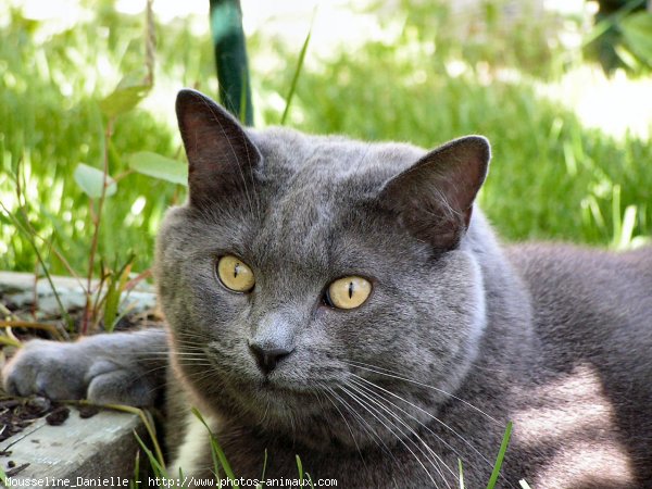 Photo de Chat domestique