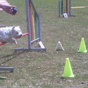 Photo de West highland white terrier