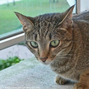 Photo d'Ocicat