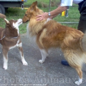 Photo de Husky siberien