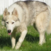 Photo de Husky siberien