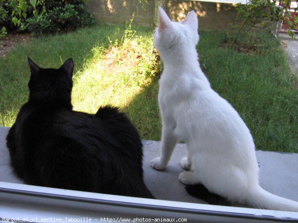 Photo de Chat domestique