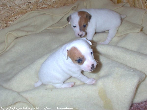 Photo de Jack russell terrier