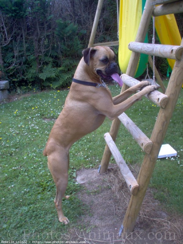 Photo de Boxer