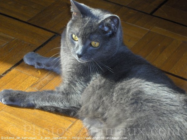 Photo de Chartreux