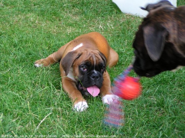 Photo de Boxer