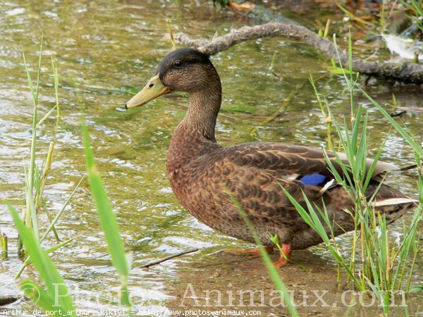 Photo de Canard