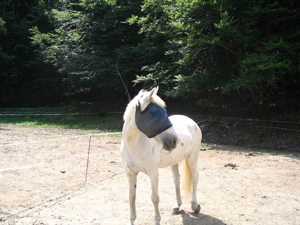 Photo de Camargue