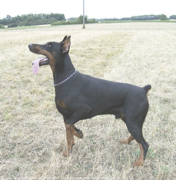 Photo de Dobermann