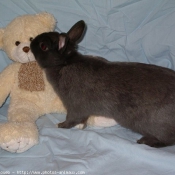 Photo de Lapin