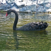 Photo de Cygne