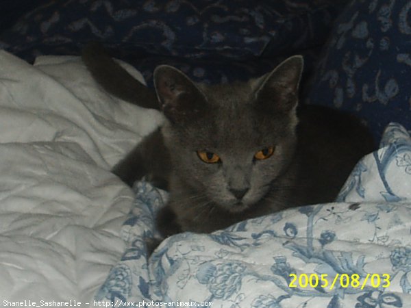 Photo de Chartreux