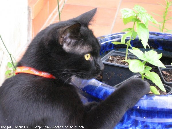 Photo de Chat domestique