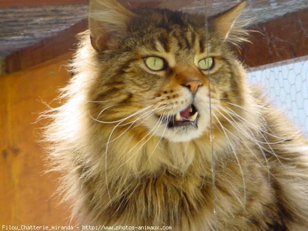 Photo de Maine coon