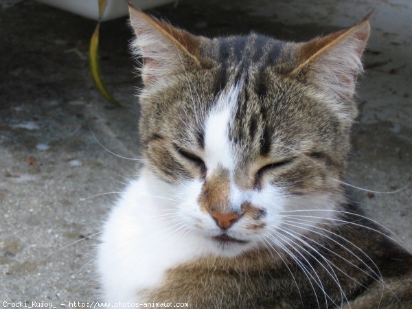 Photo de Chat domestique