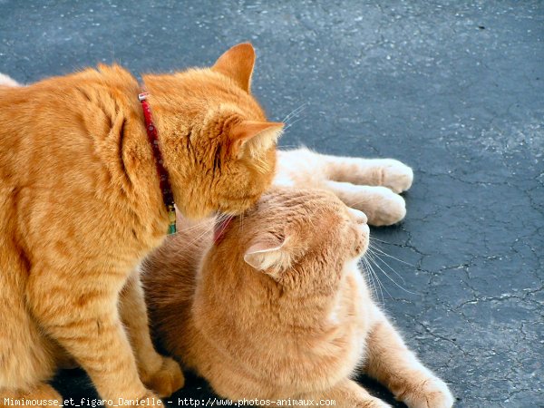 Photo de Chat domestique