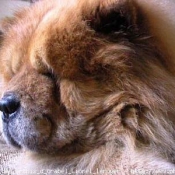 Photo de Chow chow